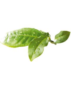 6er-Pack: Grüntee Sencha, 75g